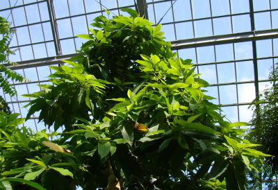 ［現品］☆初出品☆ 1番　キンコウボク　6号　観葉植物　屋外　珍しい　金厚朴 Amazon | ギンコウボク（銀厚朴、玉蘭、ホワイトチャンパカ）の